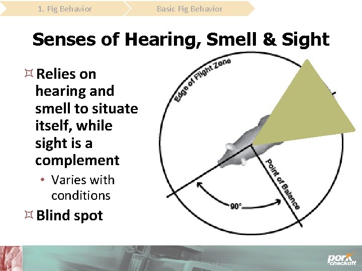 1. Pig Behavior Basic Pig Behavior Senses of Hearing, Smell & Sight Relies on