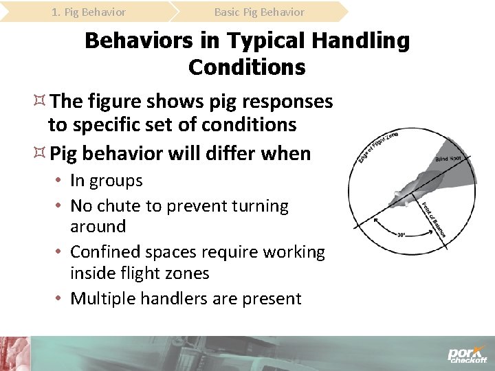 1. Pig Behavior Basic Pig Behaviors in Typical Handling Conditions The figure shows pig