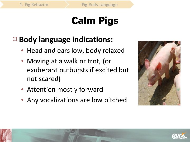 1. Pig Behavior Pig Body Language Calm Pigs Body language indications: • Head and