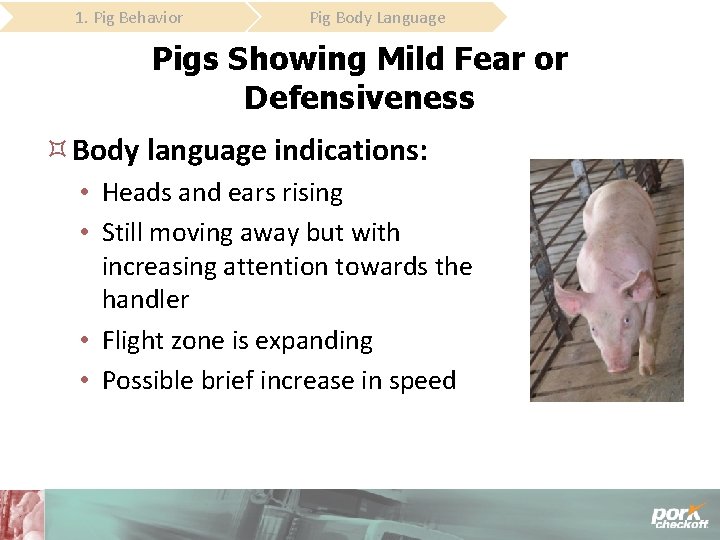 1. Pig Behavior Pig Body Language Pigs Showing Mild Fear or Defensiveness Body language