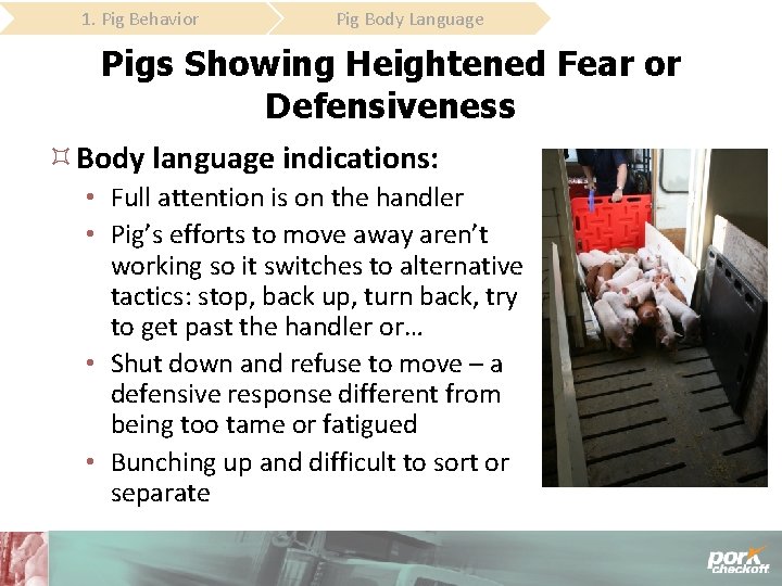 1. Pig Behavior Pig Body Language Pigs Showing Heightened Fear or Defensiveness Body language