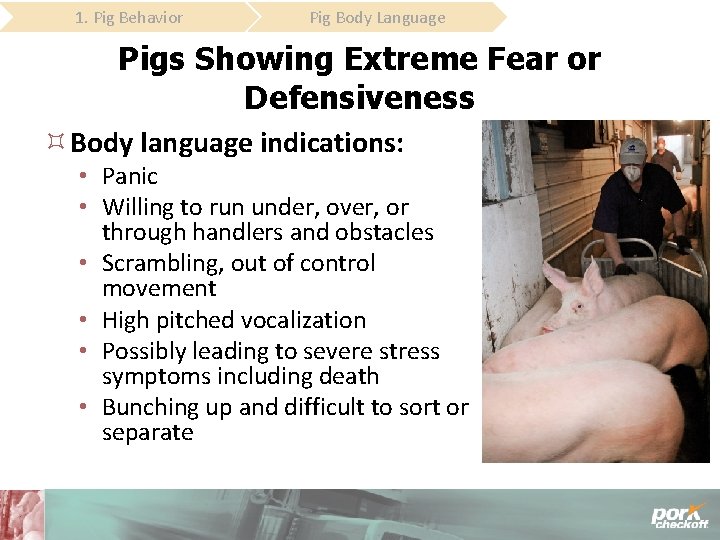 1. Pig Behavior Pig Body Language Pigs Showing Extreme Fear or Defensiveness Body language