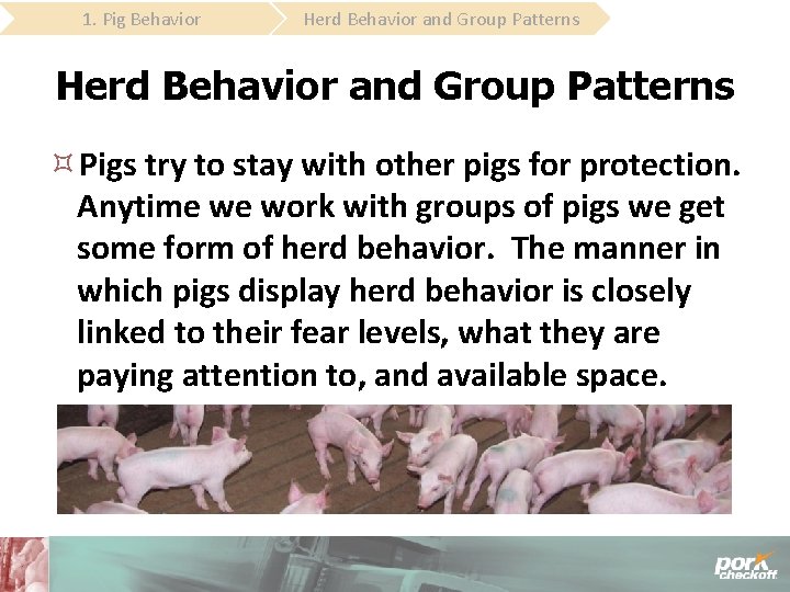 1. Pig Behavior Herd Behavior and Group Patterns Pigs try to stay with other