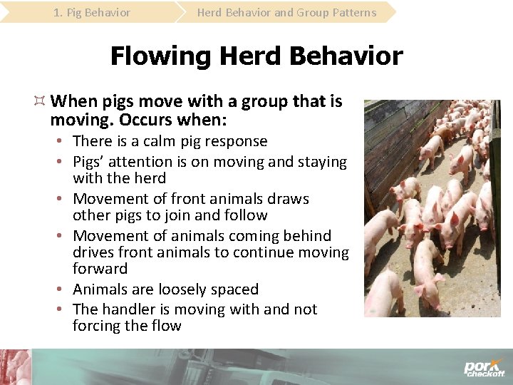 1. Pig Behavior Herd Behavior and Group Patterns Flowing Herd Behavior When pigs move