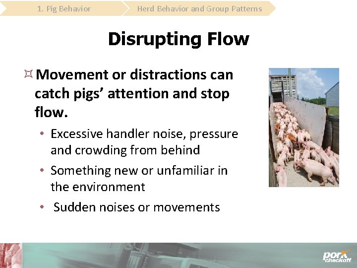 1. Pig Behavior Herd Behavior and Group Patterns Disrupting Flow Movement or distractions can