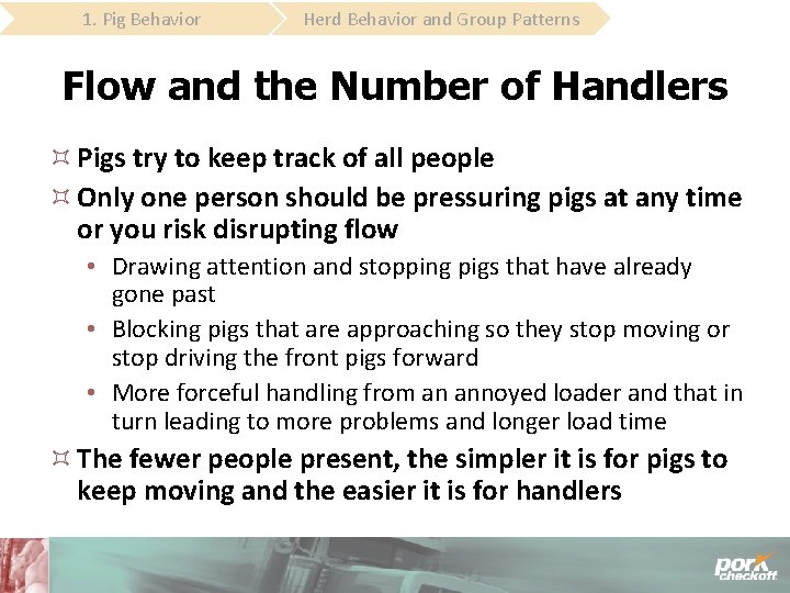 1. Pig Behavior Herd Behavior and Group Patterns Flow and the Number of Handlers