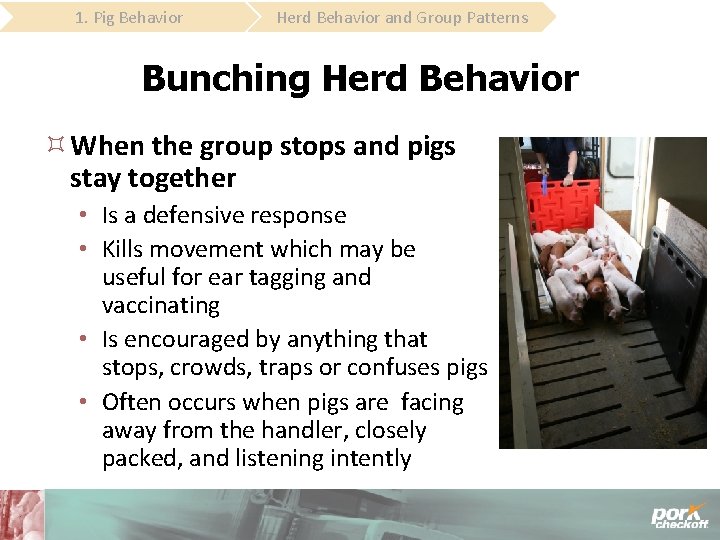 1. Pig Behavior Herd Behavior and Group Patterns Bunching Herd Behavior When the group