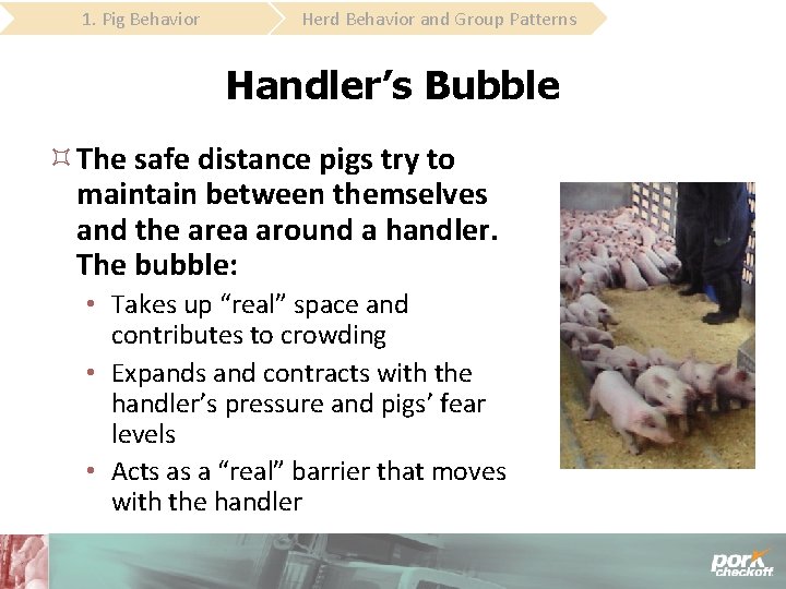 1. Pig Behavior Herd Behavior and Group Patterns Handler’s Bubble The safe distance pigs