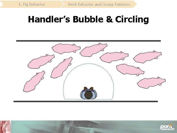 1. Pig Behavior Herd Behavior and Group Patterns Handler’s Bubble & Circling 