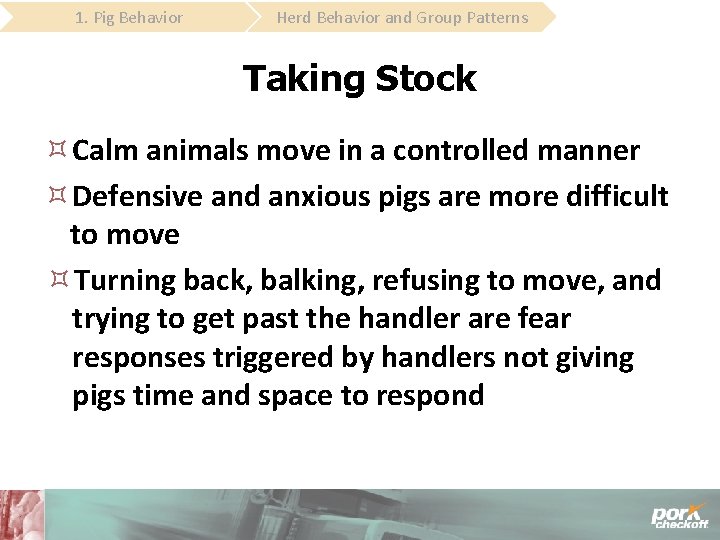 1. Pig Behavior Herd Behavior and Group Patterns Taking Stock Calm animals move in