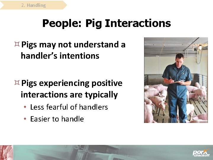 2. Handling People: Pig Interactions Pigs may not understand a handler’s intentions Pigs experiencing