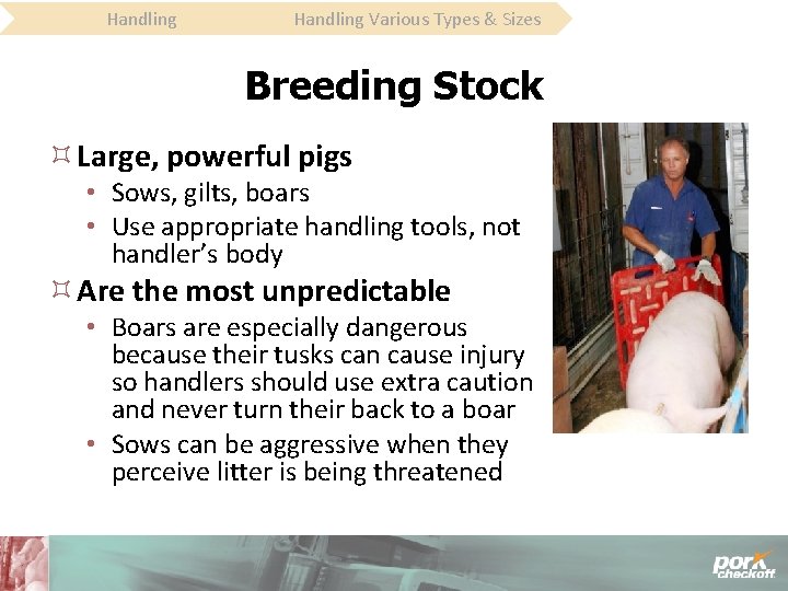 Handling Various Types & Sizes Breeding Stock Large, powerful pigs • Sows, gilts, boars