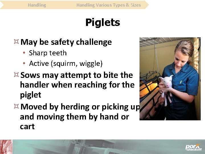 Handling Various Types & Sizes Piglets May be safety challenge • Sharp teeth •