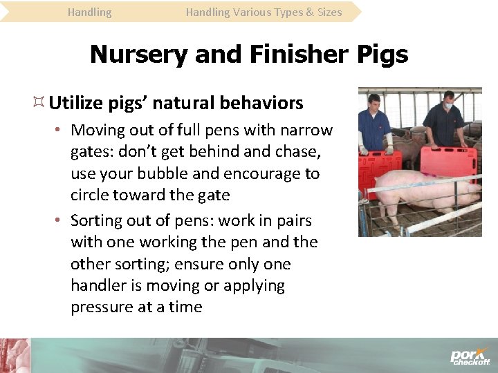 Handling Various Types & Sizes Nursery and Finisher Pigs Utilize pigs’ natural behaviors •