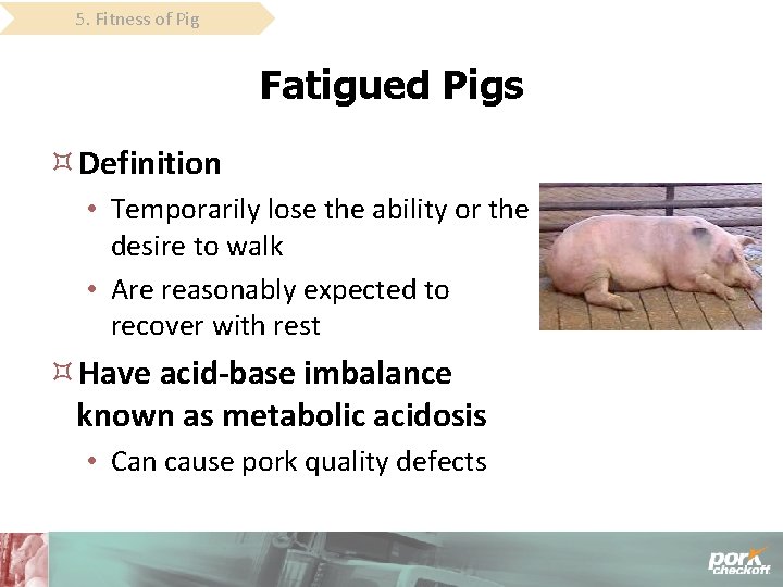 5. Fitness of Pig Fatigued Pigs Definition • Temporarily lose the ability or the