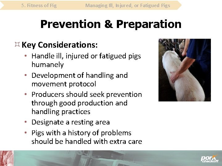 5. Fitness of Pig Managing Ill, Injured, or Fatigued Pigs Prevention & Preparation Key