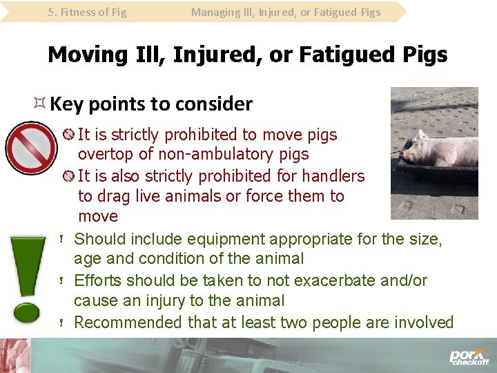 5. Fitness of Pig Managing Ill, Injured, or Fatigued Pigs Moving Ill, Injured, or