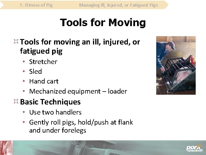 5. Fitness of Pig Managing Ill, Injured, or Fatigued Pigs Tools for Moving Tools