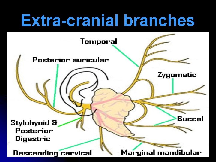 Extra-cranial branches 