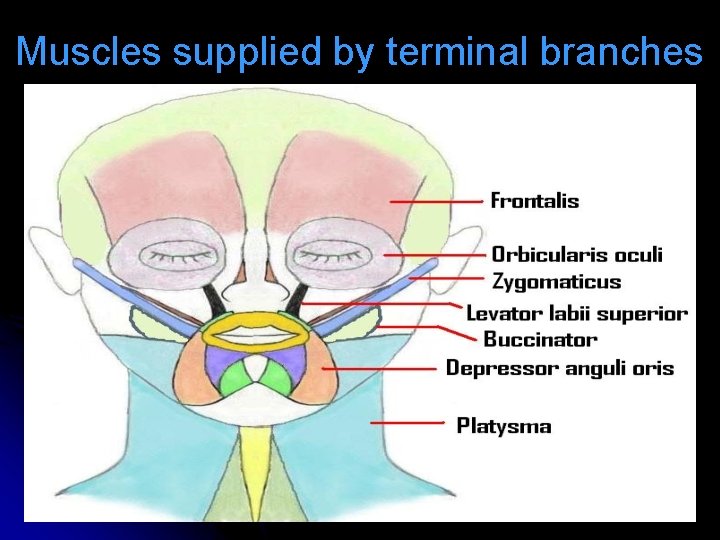Muscles supplied by terminal branches 