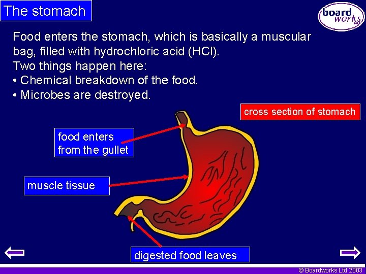 The stomach Food enters the stomach, which is basically a muscular bag, filled with