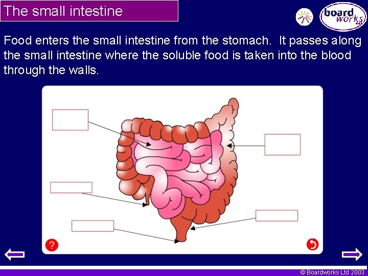 The small intestine Food enters the small intestine from the stomach. It passes along