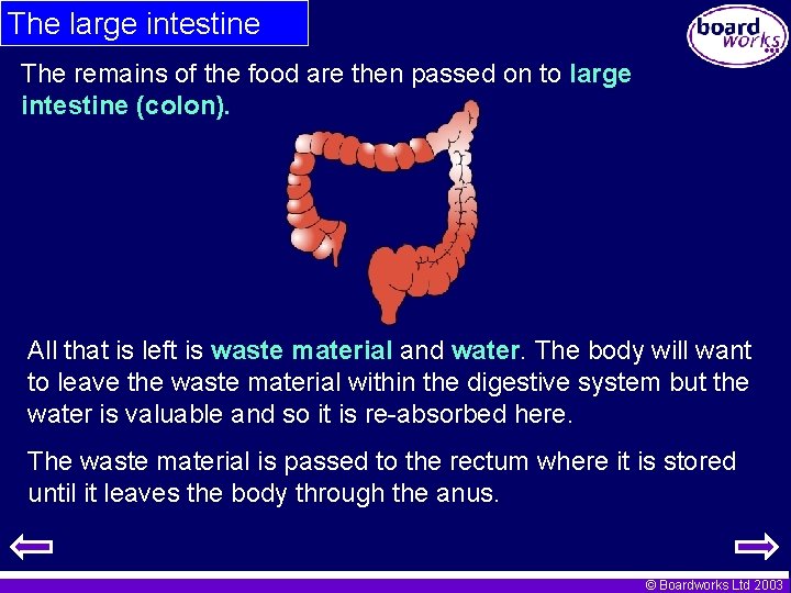 The large intestine The remains of the food are then passed on to large