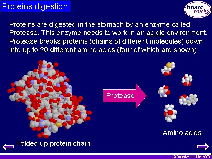 Proteins digestion Proteins are digested in the stomach by an enzyme called Protease. This