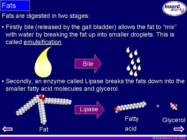 Fats are digested in two stages: • Firstly bile (released by the gall bladder)