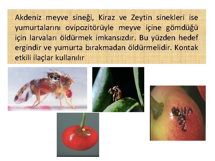 Akdeniz meyve sineği, Kiraz ve Zeytin sinekleri ise yumurtalarını ovipozitörüyle meyve içine gömdüğü için