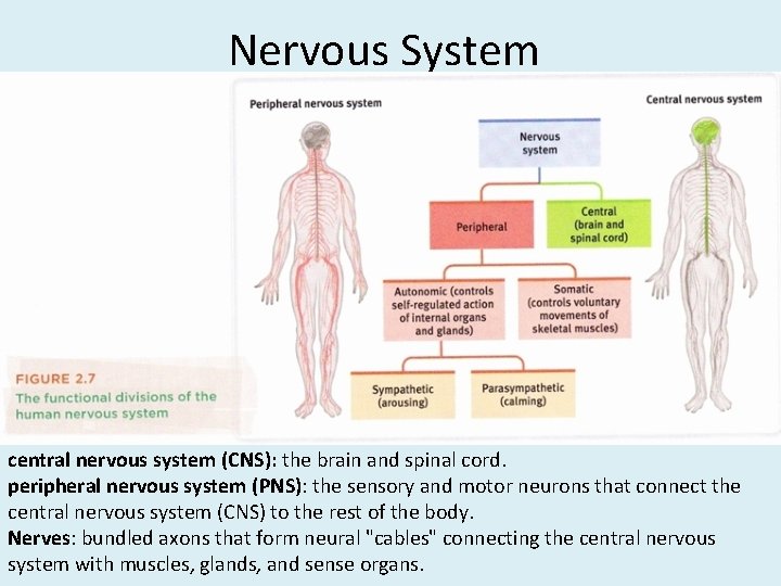 Nervous System central nervous system (CNS): the brain and spinal cord. peripheral nervous system