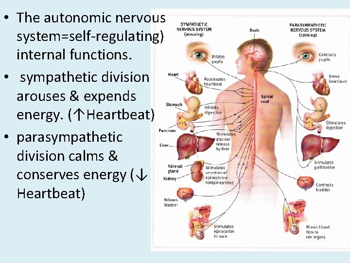  • The autonomic nervous system=self-regulating) internal functions. • sympathetic division arouses & expends