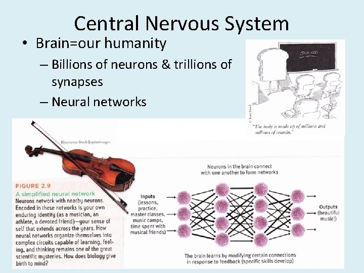 Central Nervous System • Brain=our humanity – Billions of neurons & trillions of synapses