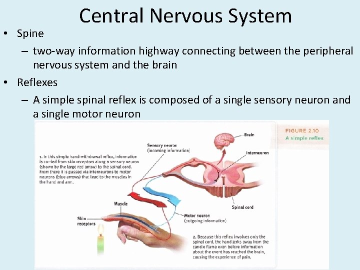 Central Nervous System • Spine – two-way information highway connecting between the peripheral nervous