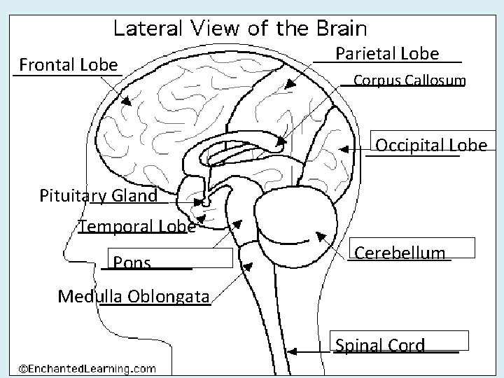 Frontal Lobe Parietal Lobe Corpus Callosum Occipital Lobe Pituitary Gland Temporal Lobe Pons Cerebellum