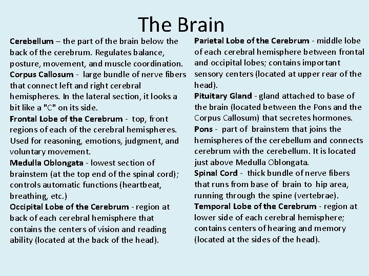 The Brain Cerebellum – the part of the brain below the back of the