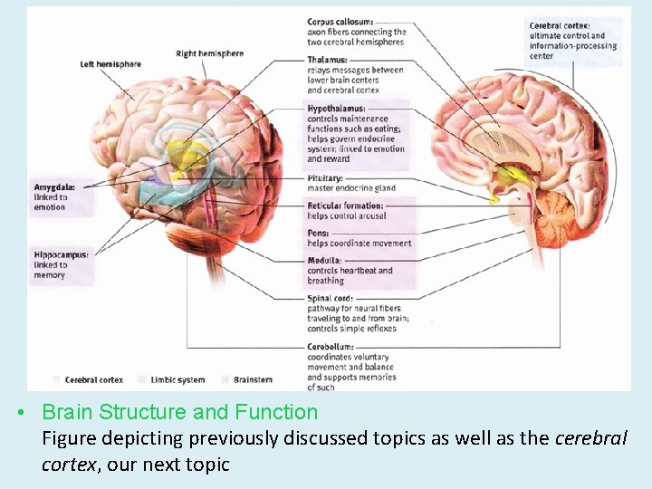  • Brain Structure and Function Figure depicting previously discussed topics as well as