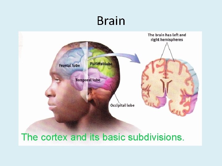 Brain The cortex and its basic subdivisions. 
