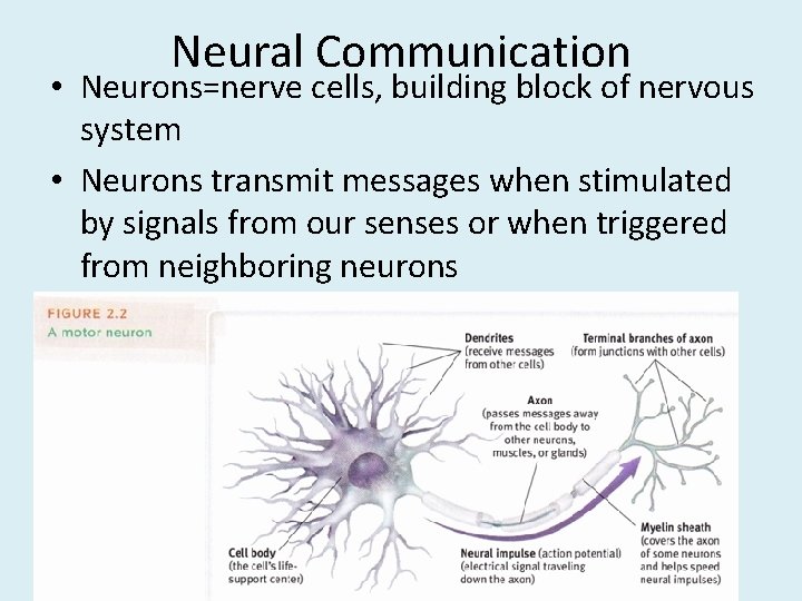 Neural Communication • Neurons=nerve cells, building block of nervous system • Neurons transmit messages