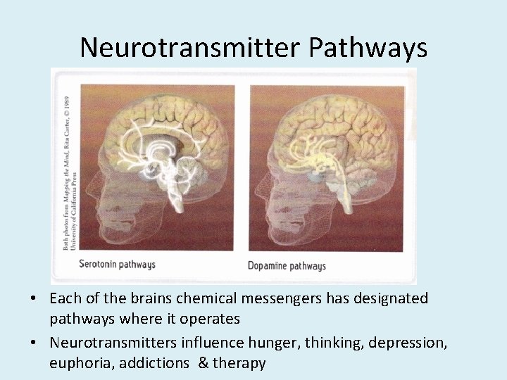 Neurotransmitter Pathways • Each of the brains chemical messengers has designated pathways where it