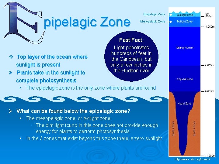 pipelagic Zone Epipelagic Zone Mesopelagic Zone Fast Fact: v Top layer of the ocean