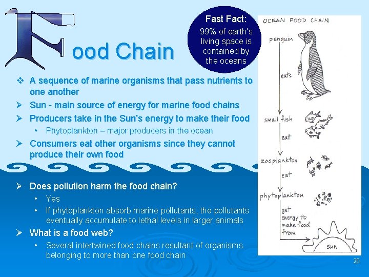 Fast Fact: ood Chain 99% of earth’s living space is contained by the oceans