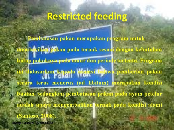 Restricted feeding Pembatasan pakan merupakan program untuk memberikan pada ternak sesuai dengan kebutuhan hidup