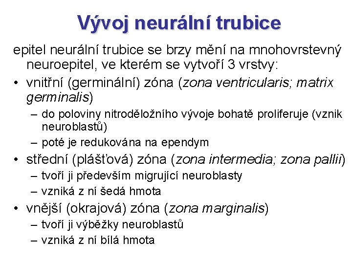 Vývoj neurální trubice epitel neurální trubice se brzy mění na mnohovrstevný neuroepitel, ve kterém