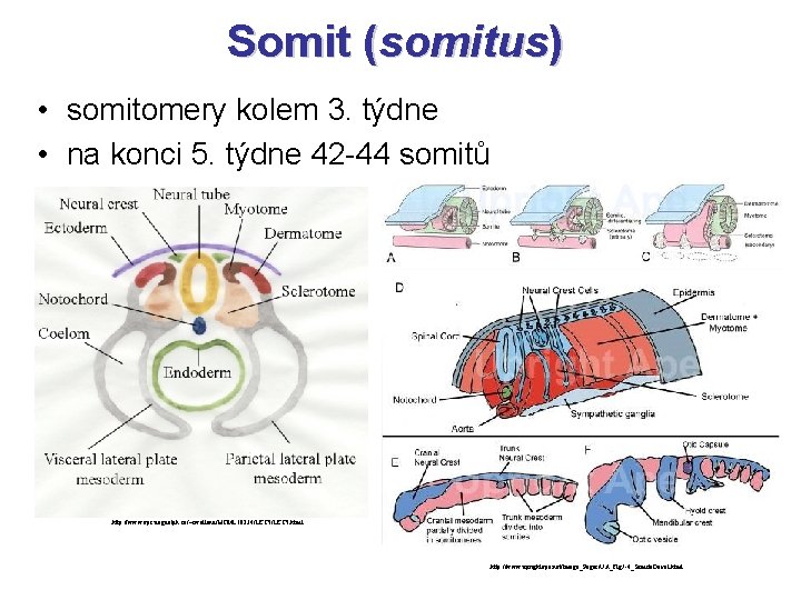 Somit (somitus) • somitomery kolem 3. týdne • na konci 5. týdne 42 -44