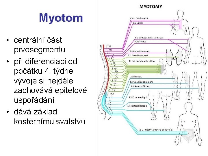 Myotom • centrální část prvosegmentu • při diferenciaci od počátku 4. týdne vývoje si