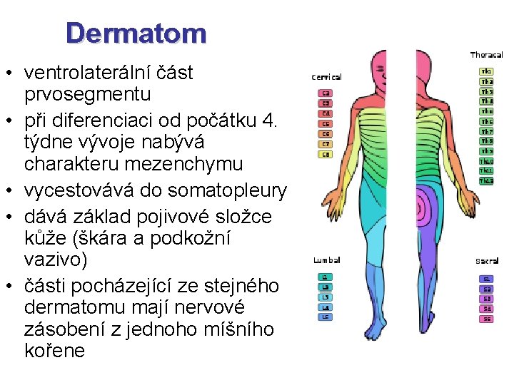 Dermatom • ventrolaterální část prvosegmentu • při diferenciaci od počátku 4. týdne vývoje nabývá