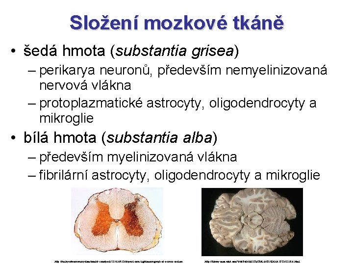 Složení mozkové tkáně • šedá hmota (substantia grisea) – perikarya neuronů, především nemyelinizovaná nervová