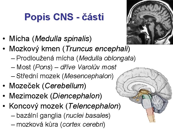 Popis CNS - části • Mícha (Medulla spinalis) • Mozkový kmen (Truncus encephali) –