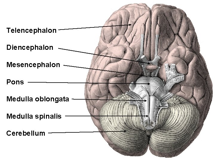 Telencephalon Diencephalon Mesencephalon Pons Medulla oblongata Medulla spinalis Cerebellum 